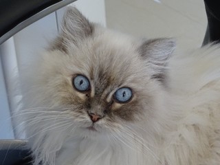 Beautiful adult Ragdoll floppy cat