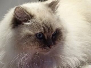 Beautiful adult Ragdoll floppy cat
