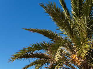 (Phoenix dactylifera) Dattier ou Palmier-dattier au grandes feuilles palmées, au régime de dattes orangées en cours de maturation
