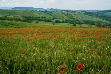 Countryside view in Italy