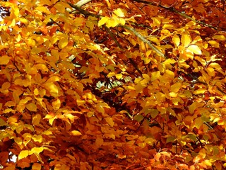 Fleuillages d'Automne