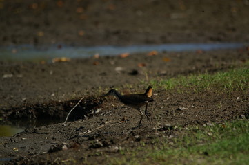 The white-breasted waterhen (Amaurornis phoenicurus) is a waterbird of the rail and crake family, Rallidae, that is widely distributed across South and Southeast Asia.