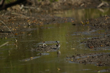 two ducks in the pond