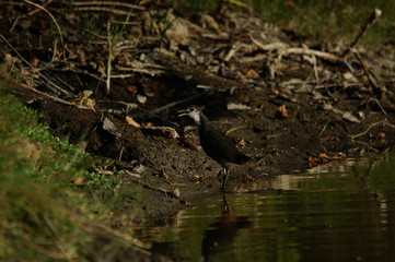 The white-breasted waterhen (Amaurornis phoenicurus) is a waterbird of the rail and crake family, Rallidae, that is widely distributed across South and Southeast Asia.