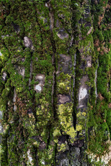 Mossy tree bark texture