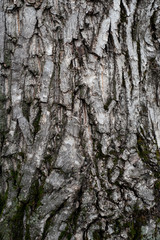 Mossy tree bark texture