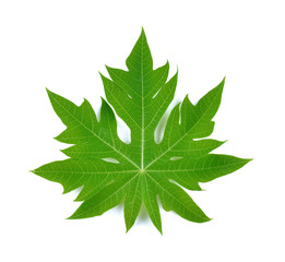 Obraz premium Papaya Leaf on white background