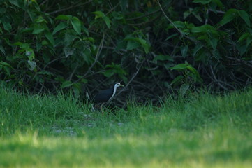The white-breasted waterhen (Amaurornis phoenicurus) is a waterbird of the rail and crake family, Rallidae, that is widely distributed across South and Southeast Asia.