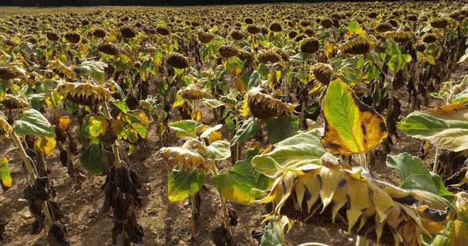 Global warming. Burned sunflowers,Loiret,  France