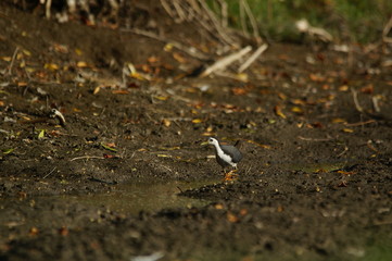 The white-breasted waterhen (Amaurornis phoenicurus) is a waterbird of the rail and crake family, Rallidae, that is widely distributed across South and Southeast Asia.