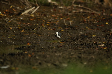 bird in the nest