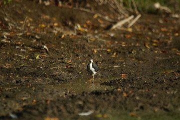 The white-breasted waterhen (Amaurornis phoenicurus) is a waterbird of the rail and crake family, Rallidae, that is widely distributed across South and Southeast Asia.