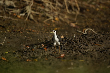The white-breasted waterhen (Amaurornis phoenicurus) is a waterbird of the rail and crake family, Rallidae, that is widely distributed across South and Southeast Asia.