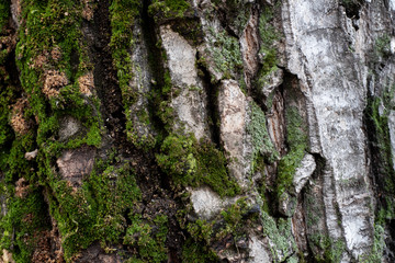 Mossy tree bark texture