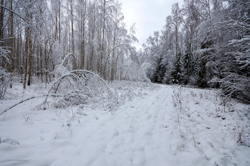 Winter forest covered with snow