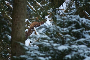 Ein Baummarder sitzt im Winter auf einem mit Schnee bedeckten Baumstamm konzentriert kurz vor dem Sprung, Martes martes