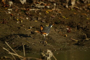 The white-breasted waterhen (Amaurornis phoenicurus) is a waterbird of the rail and crake family, Rallidae, that is widely distributed across South and Southeast Asia.