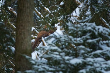 Fototapeta na wymiar Ein Baummarder sitzt im Winter auf einem mit Schnee bedeckten Baumstamm beim Jagen bereit zum Sprung, Martes martes