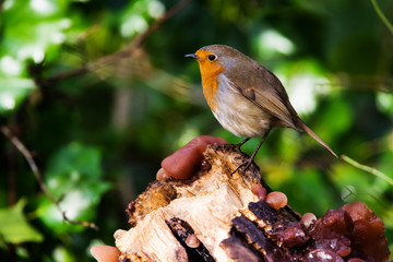 European Robinin in his environment. His Latin name is Erithacus rubecula.
