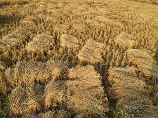 Rice cultivation in winter season