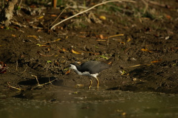 The white-breasted waterhen (Amaurornis phoenicurus) is a waterbird of the rail and crake family, Rallidae, that is widely distributed across South and Southeast Asia.