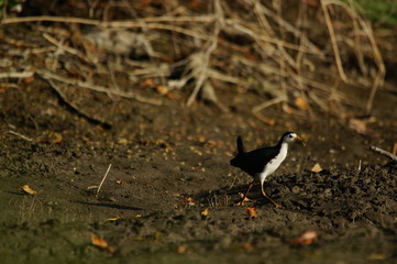 The white-breasted waterhen (Amaurornis phoenicurus) is a waterbird of the rail and crake family, Rallidae, that is widely distributed across South and Southeast Asia.