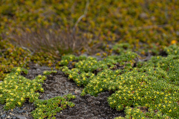 peque&ntilde;as flores creciendo entre las piedras en zona de sierras y monta&ntilde;as 
