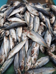 Obraz premium fresh sardine fish at the market