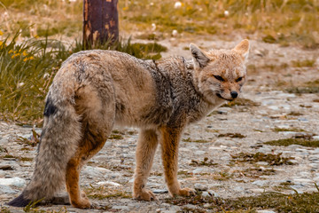 zorro salvaje en posición lateral, Tierra del Fuego, Argentina 