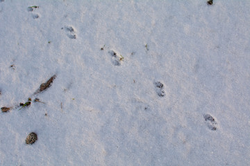 Fototapeta na wymiar Mouse tracks on white snow