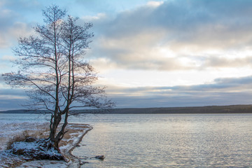 Tree without leaves on the shore of a large lake