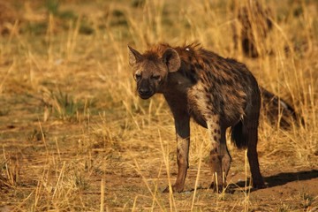 Spotted hyena (Crocuta crocuta) walking on patrol.