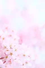 Foto auf Acrylglas Cherry-blossom viewing, Blossom, Branch © JP trip landscape DL