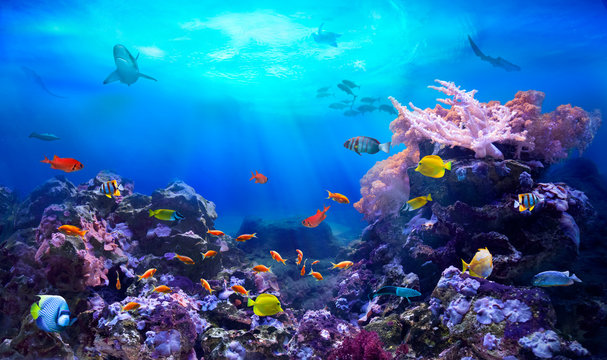 underwater, fish, ocean, sea, reef, coral, colourful, diving, scuba, ecosystem, fishing, life, beach, shark, shell, depths, ray, skate, water,   surface, environment, shellfish, starfish, aquatic, ani