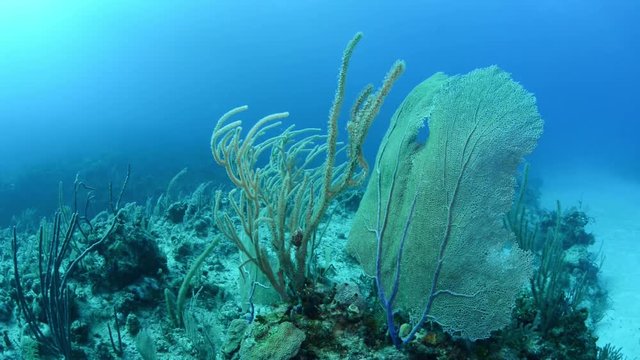 Bahamas coral reef scene
