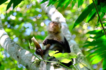 Fototapeta premium White face monkey in Costa Rica