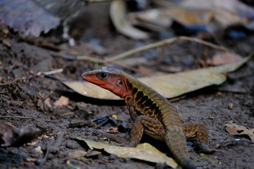 Red Lizard in the ground