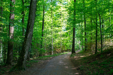 Forest outside Adliswil in Switzerland