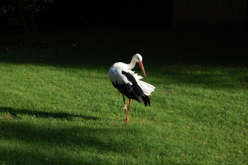 Cigogne