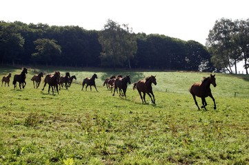 troupeau chevaux au galop