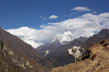 Nepal, the Himalayas, the Everest region. A shaggy Yak stands against a mountain landscape. Behind...