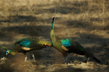 Obraz premium The green peafowl (Pavo muticus) is a peacock species found in the tropical forests of Southeast Asia. It is also known as a Javanese peacock and is endemic to the island of Java in Indonesia.