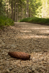 camminando nel bosco