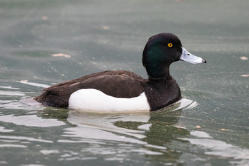 tufted duck on water