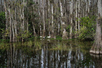 Everglades Florida Nature Vögel jagen Wassertiere 