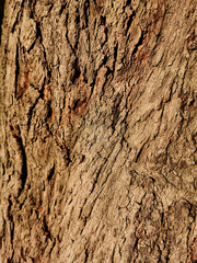 Old wood cracked texture pattern