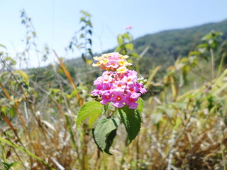flowers on background of blue sky