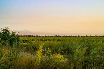 Countryside landscape not far from village sunflower fields agriculture