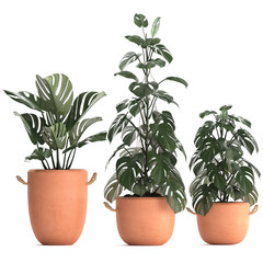 Monstera in a clay pot on a white background	