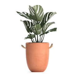 Monstera in a clay pot on a white background	